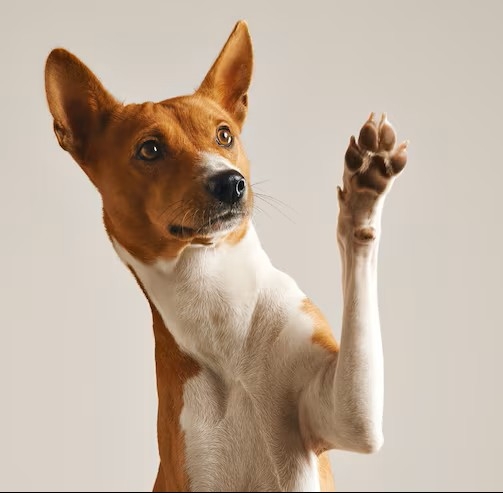 Pet